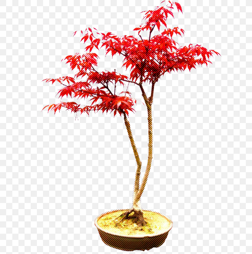 Tree Plant Houseplant Flower Woody Plant, PNG, 670x826px, Tree, Bonsai, Flower, Flowerpot, Houseplant Download Free