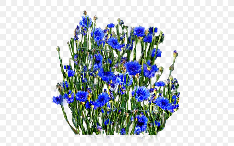 English Lavender Cut Flowers Violet, PNG, 512x512px, English Lavender, Blue, Bluebonnet, Book, Cornflower Download Free