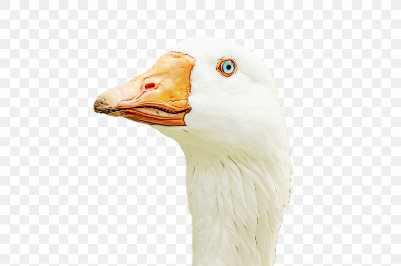 Goose Bird Beak Water Bird Duck, PNG, 1920x1278px, Goose, Animal, Beak, Bird, Duck Download Free