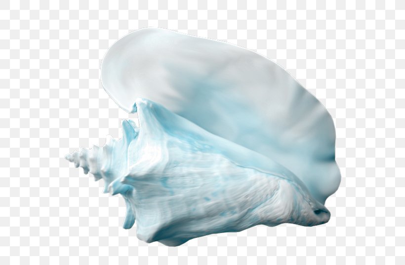 Shankha Conch Seashell Jaw Turquoise, PNG, 605x538px, Shankha, Conch, Jaw, Organism, Seashell Download Free