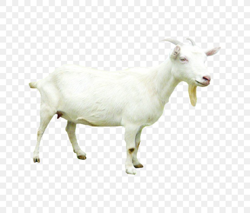 Sheepu2013goat Hybrid Sheepu2013goat Hybrid, PNG, 700x700px, Sheep, Cow Goat Family, Goat, Goat Antelope, Goats Download Free