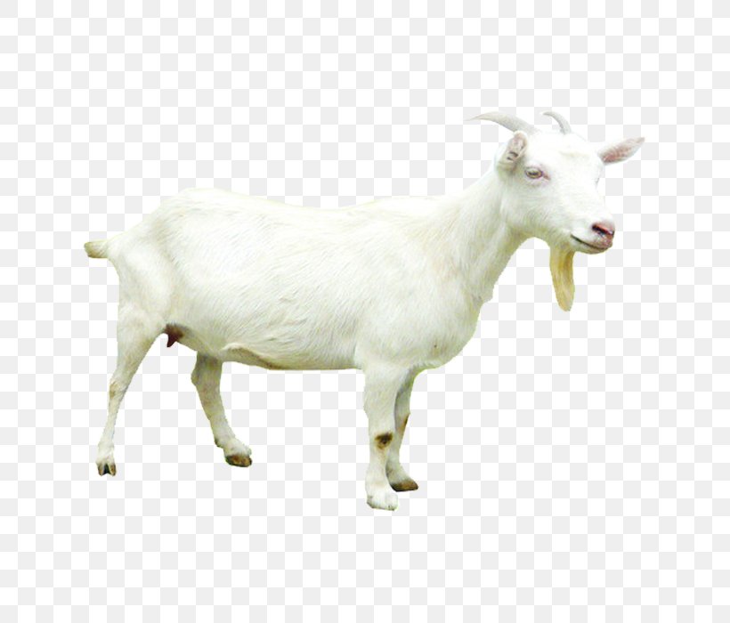 Sheepu2013goat Hybrid Sheepu2013goat Hybrid, PNG, 700x700px, Sheep, Cow ...