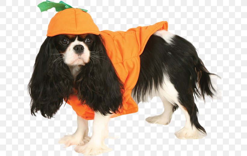 Cavalier King Charles Spaniel Pet Clothing, PNG, 650x518px, Cavalier King Charles Spaniel, Brocade, Carnivoran, Clothing, Companion Dog Download Free