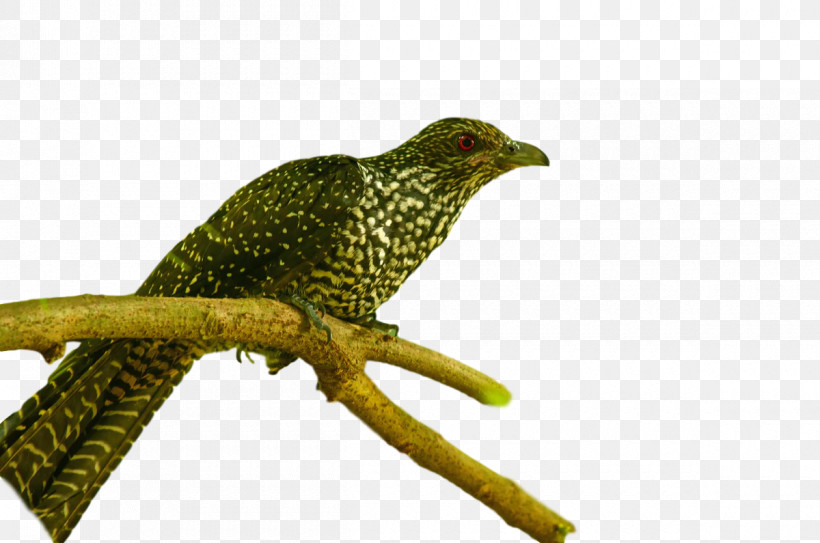 Cuckoos Beak Terrestrial Plant Biology Science, PNG, 1200x795px, Cuckoos, Beak, Biology, Science, Terrestrial Plant Download Free