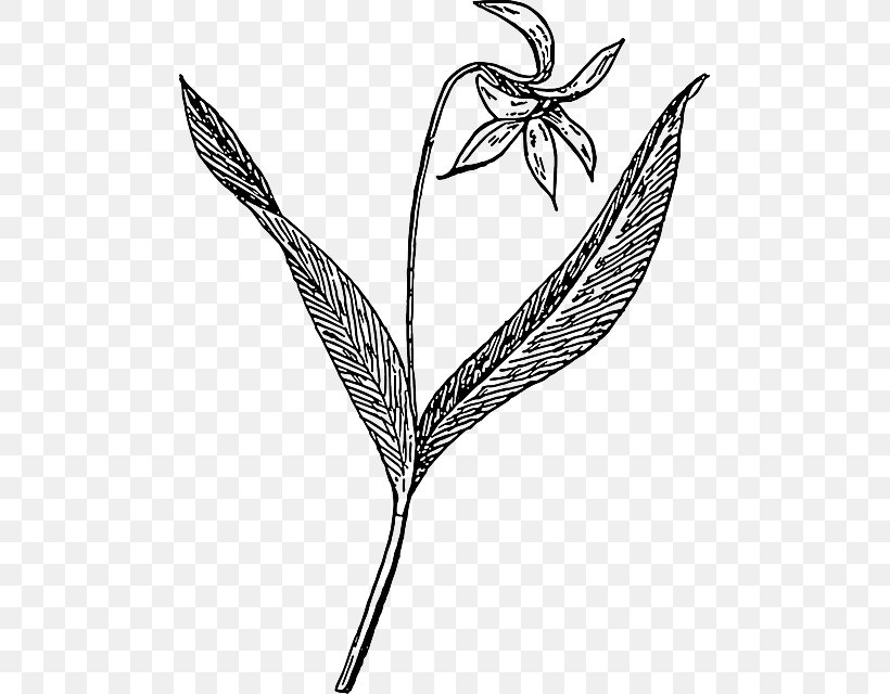 Dogtooth Violet Drawing Clip Art, PNG, 489x640px, Violet, Black And White, Branch, Color, Commodity Download Free