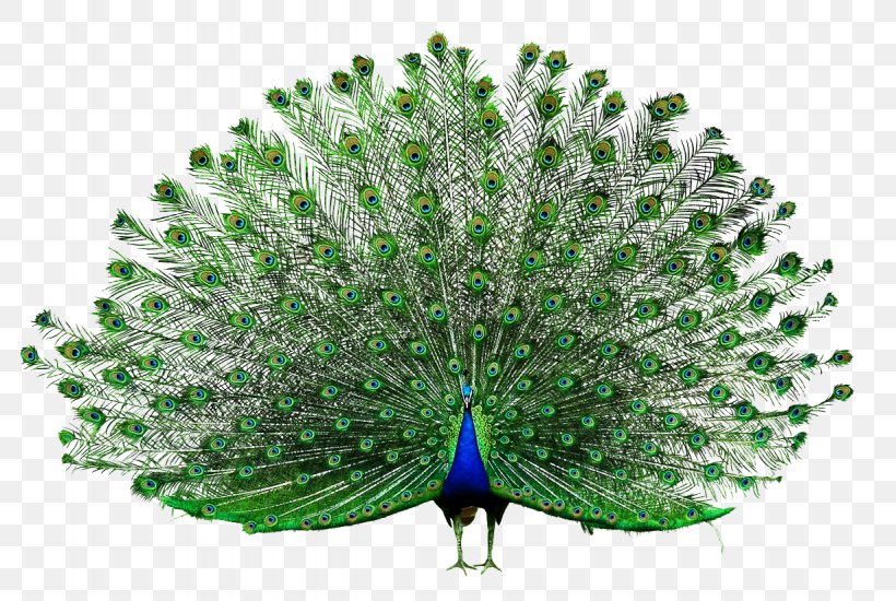 Icon, PNG, 1228x825px, Peafowl, Beak, Feather, Galliformes, Grass Download Free