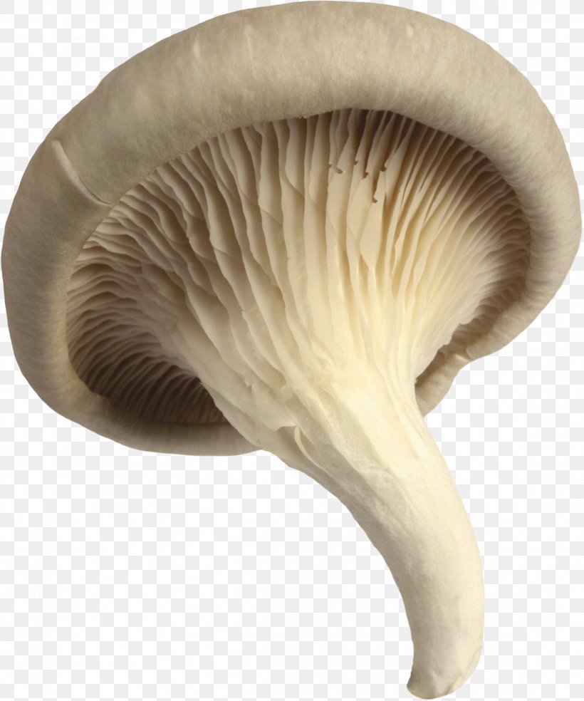 Pleurotus Eryngii Oyster Mushroom Agaricus, PNG, 2323x2789px, Pleurotus Eryngii, Agaricaceae, Agaricus, Edible Mushroom, Ingredient Download Free
