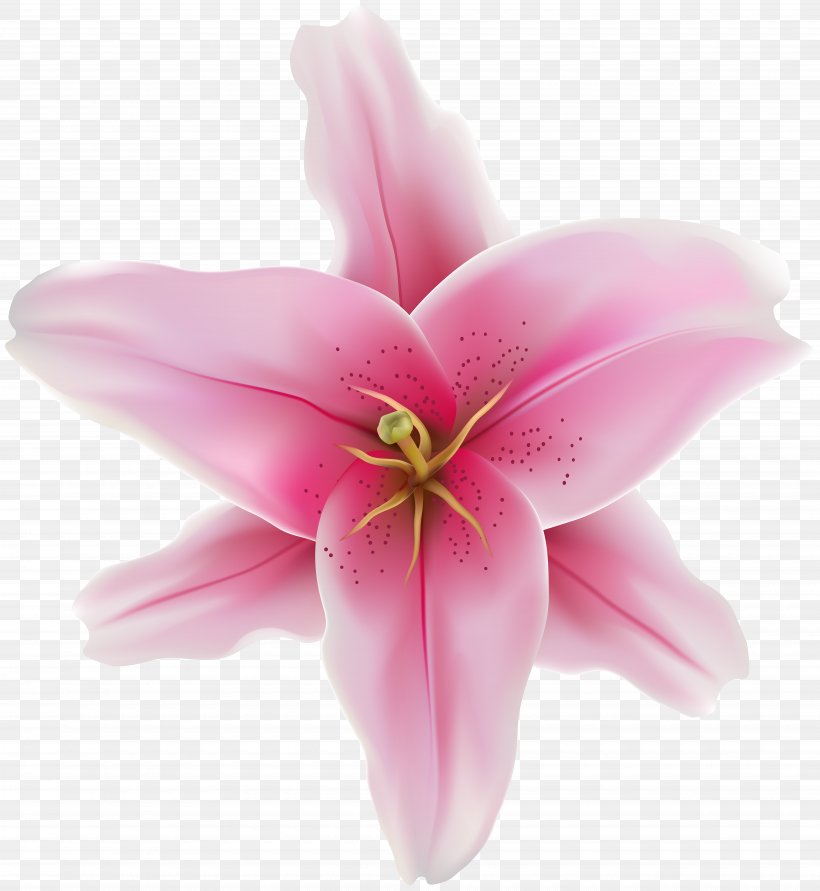Clip Art Flower Pink Image, PNG, 7360x8000px, Flower, Cut Flowers, Flowering Plant, Lilies, Lily Download Free