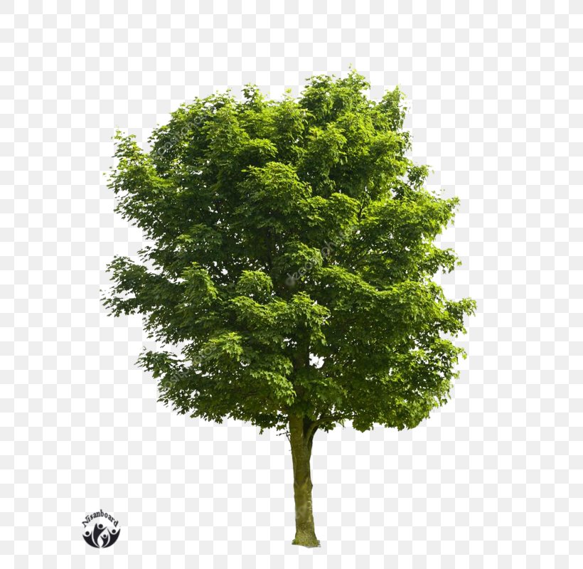 Stock Photography Tree Royalty-free, PNG, 626x800px, Stock Photography, Advertising, Branch, Display Resolution, Evergreen Download Free