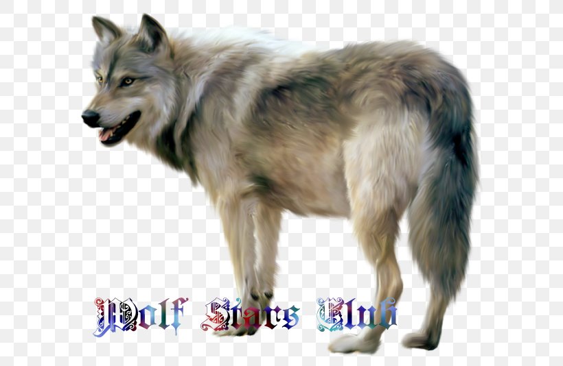 Czechoslovakian Wolfdog Utonagan Clip Art, PNG, 600x534px, Czechoslovakian Wolfdog, Animal, Canadian Eskimo Dog, Canis Lupus Tundrarum, Dog Download Free