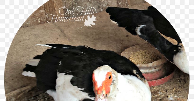 Duck Fauna Beak, PNG, 1000x525px, Duck, Beak, Bird, Ducks Geese And Swans, Fauna Download Free