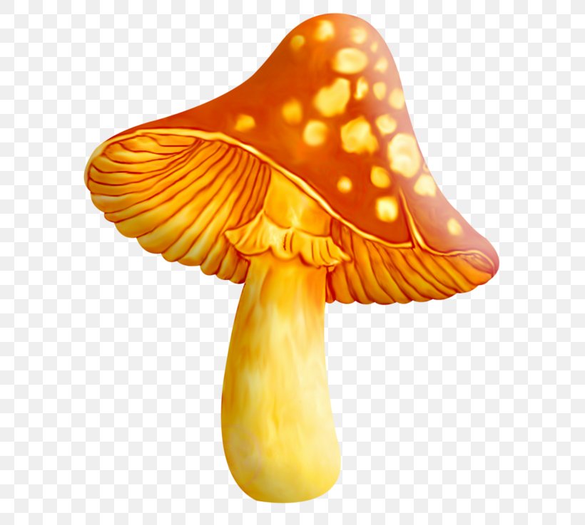 Edible Mushroom Fungus Clip Art Mushroom Hunting, PNG, 639x737px, Mushroom, Edible Mushroom, Enokitake, Food, Fungus Download Free