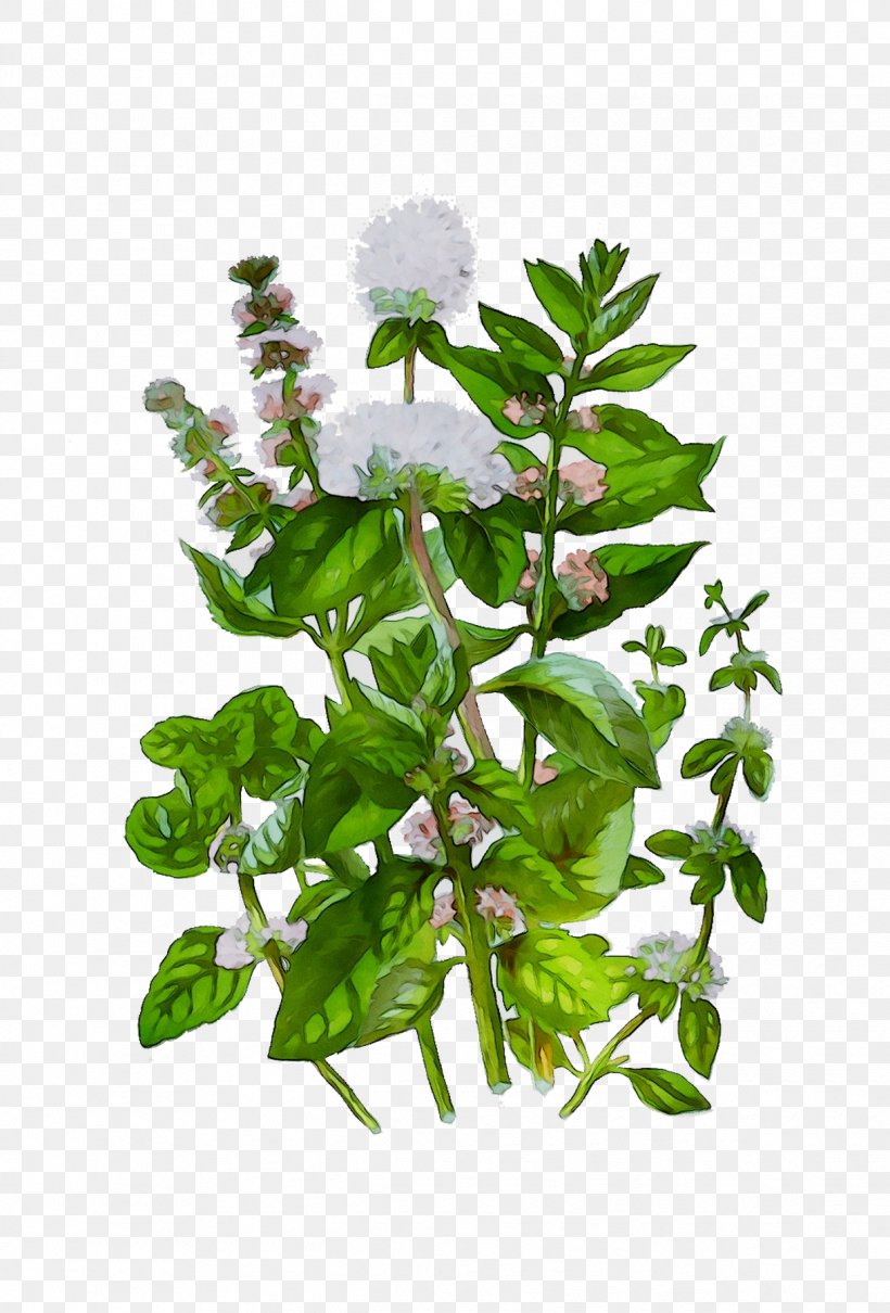Flower Plant Stem Leaf Herbalism, PNG, 1219x1800px, Flower, Branch, Flowering Plant, Herb, Herbalism Download Free