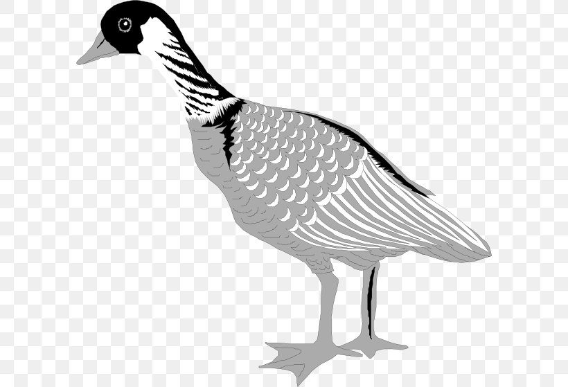 Greylag Goose Bird Cygnini Clip Art, PNG, 600x559px, Goose, Anseriformes, Beak, Bird, Black And White Download Free