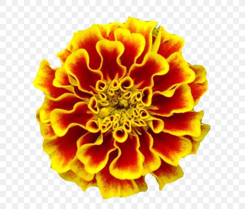 Mexican Marigold Marigolds Tattoo Birth Flower, PNG, 686x700px, Mexican Marigold, Birth Flower, Common Sunflower, Daisy Family, Day Of The Dead Download Free
