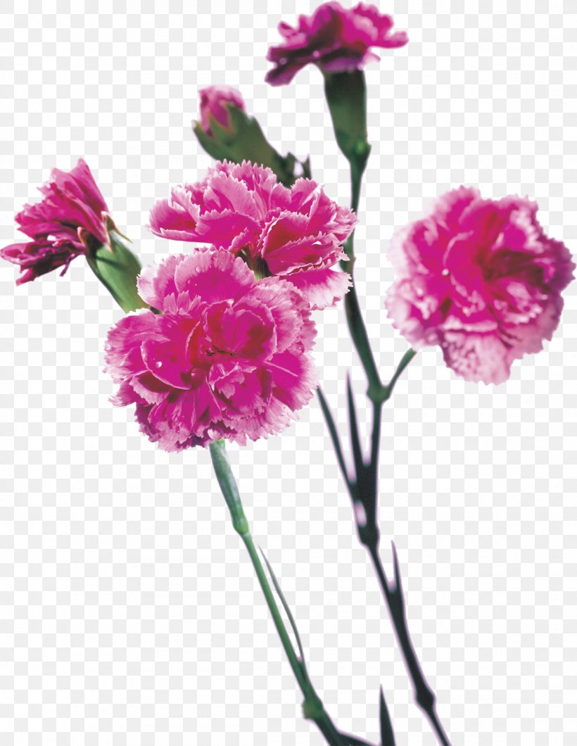 Red Purple Mother's Day Carnation Cut Flowers, PNG, 1160x1500px, Red, Annual Plant, Carnation, Caryophyllales, Cut Flowers Download Free
