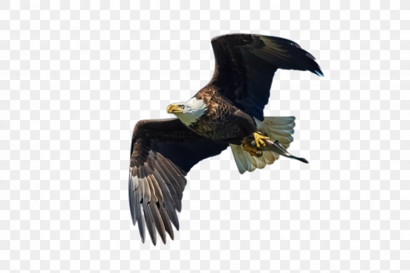Flying Bird Background, PNG, 2448x1632px, Flying Eagle, Accipitridae, Aile, Bald Eagle, Beak Download Free