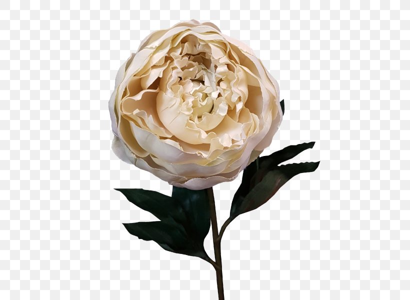 Garden Roses Cut Flowers Artificial Flower Centifolia Roses, PNG, 800x600px, Garden Roses, Artificial Flower, Centifolia Roses, Cut Flowers, Floristry Download Free