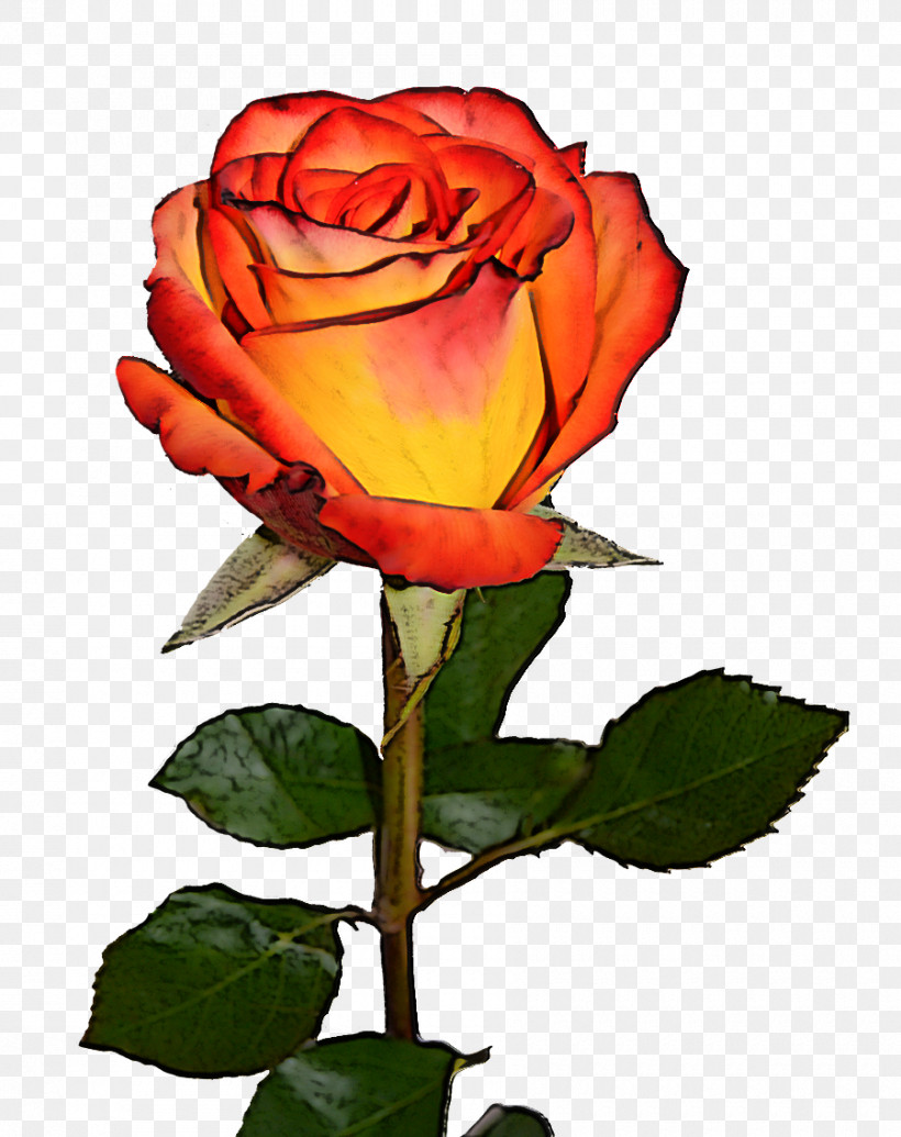Garden Roses, PNG, 900x1137px, Flower, Bud, Cut Flowers, Floribunda, Garden Roses Download Free