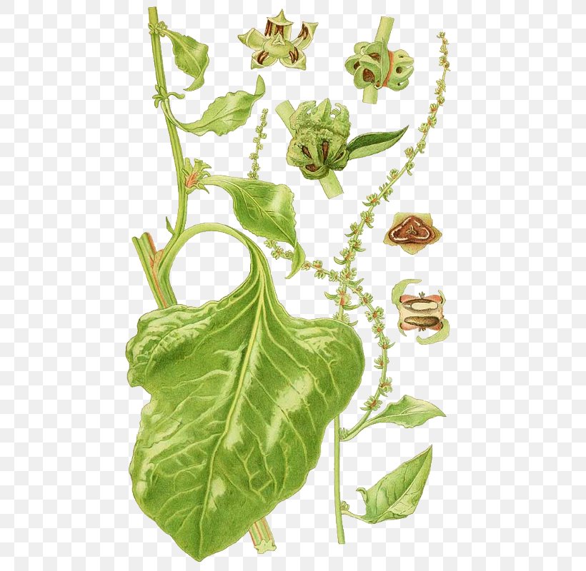 Leaf Nordens Flora Plant Botany Field Horsetail, PNG, 494x800px, Leaf, Anskuelsestavle, Botany, Common Honeysuckle, Drawing Download Free