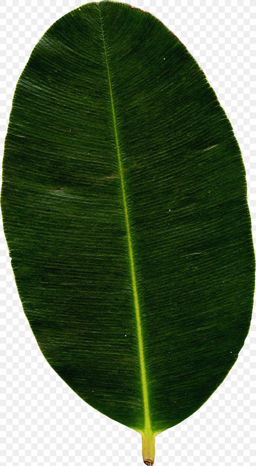 Banana Leaf Plant, PNG, 1097x1997px, Banana Leaf, Banana, Grass, Green, Leaf Download Free