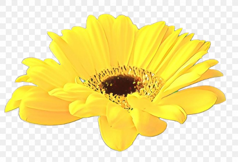 Barberton Daisy Flower Gerbera Yellow Petal, PNG, 900x612px, Cartoon, Barberton Daisy, Calendula, English Marigold, Flower Download Free