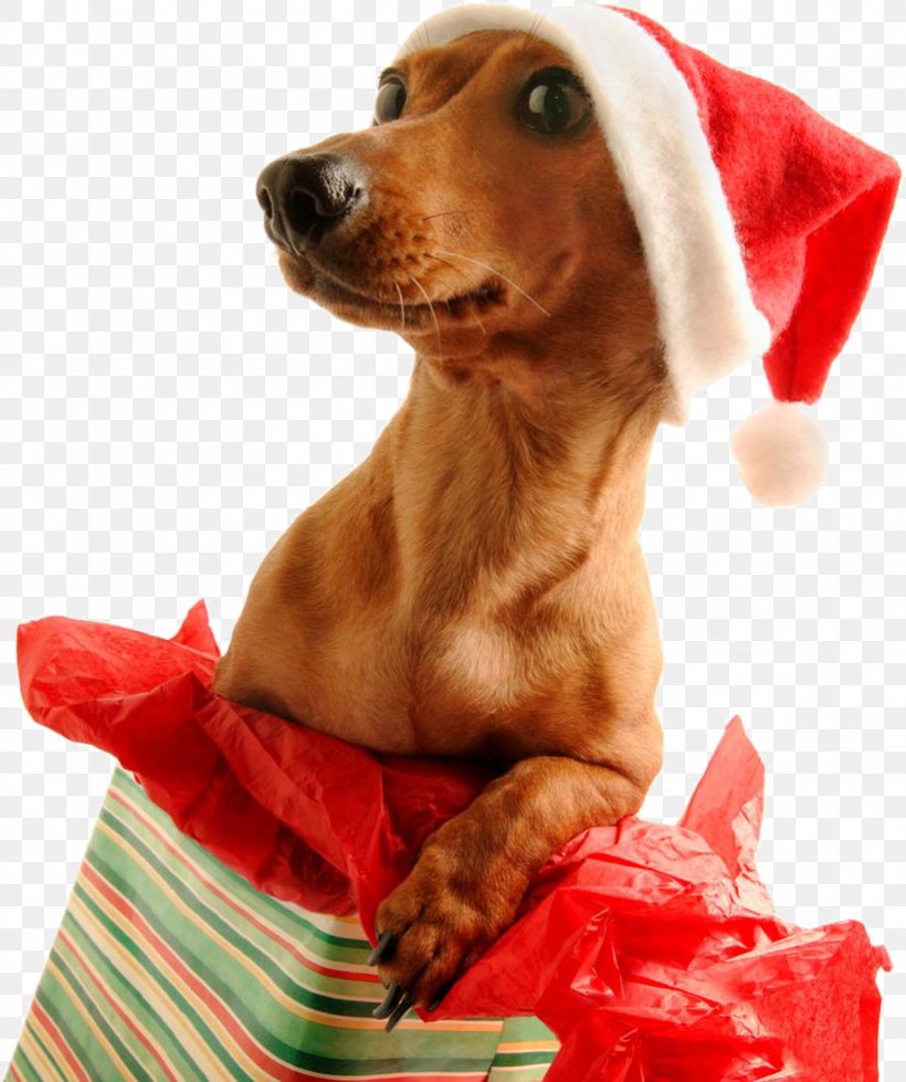 Dachshund Santa Claus Pug Puppy Christmas Day, PNG, 821x981px, Dachshund, Carnivoran, Chew Toy, Christmas Day, Christmas Decoration Download Free