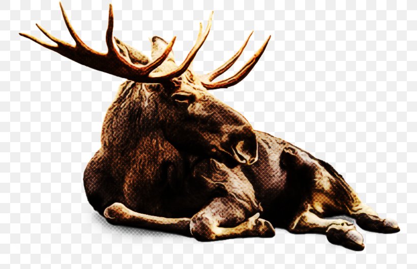 Reindeer, PNG, 800x530px, Moose, Antler, Bull, Deer, Elk Download Free