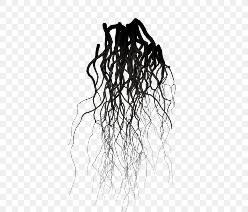 Black And White Root Branch Drawing Tree, PNG, 495x700px, Black And White, Black, Branch, Drawing, Fibrous Root System Download Free