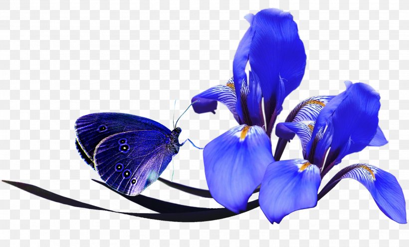Flower Poppy Color Clip Art, PNG, 1957x1183px, Flower, Blue, Butterfly, Cobalt Blue, Color Download Free