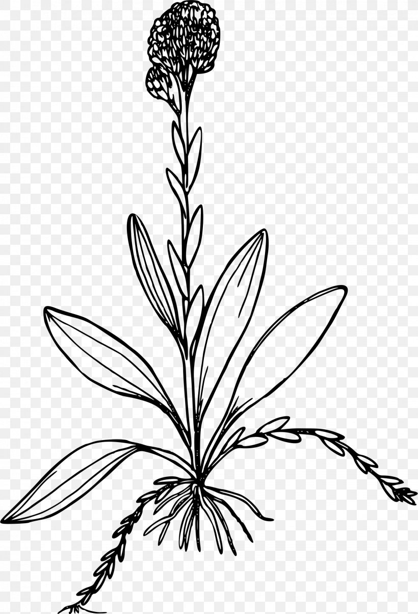 Line Art Drawing Visual Arts, PNG, 1634x2400px, Line Art, Artwork, Black And White, Branch, Drawing Download Free