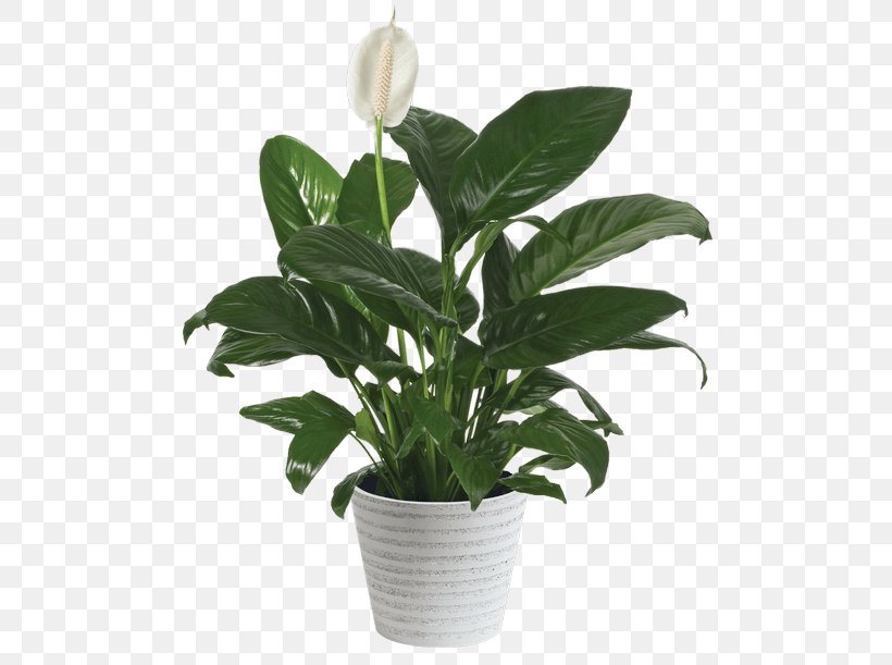 Peace Lily Flowerpot Houseplant Cut Flowers, PNG, 500x611px, Peace Lily, Arrowroot, Arrowroot Family, Ceramic, Chemical Compound Download Free