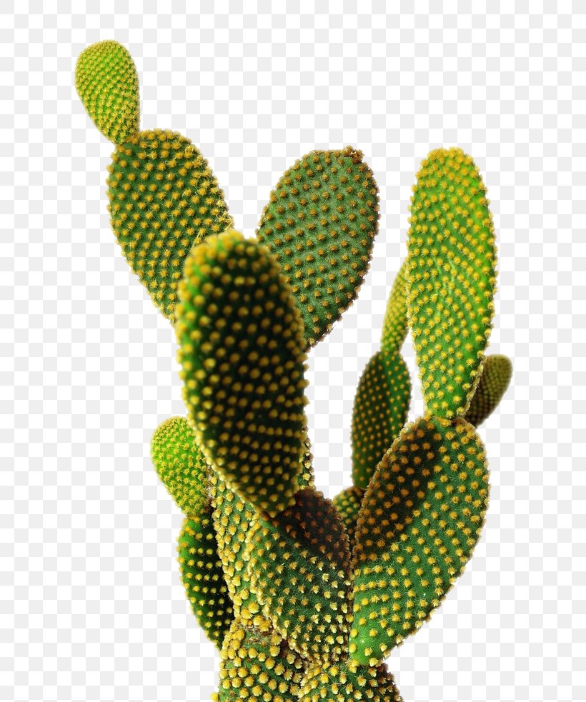 Cactaceae Saguaro Succulent Plant San Pedro Cactus, PNG, 771x983px, Cactaceae, Barbary Fig, Cactus, Caryophyllales, Desert Download Free