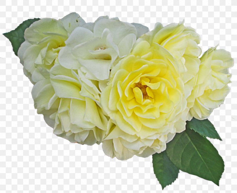 Centifolia Roses Garden Roses Cut Flowers Floral Design, PNG, 989x808px, Centifolia Roses, Art, Artificial Flower, Cut Flowers, Deviantart Download Free