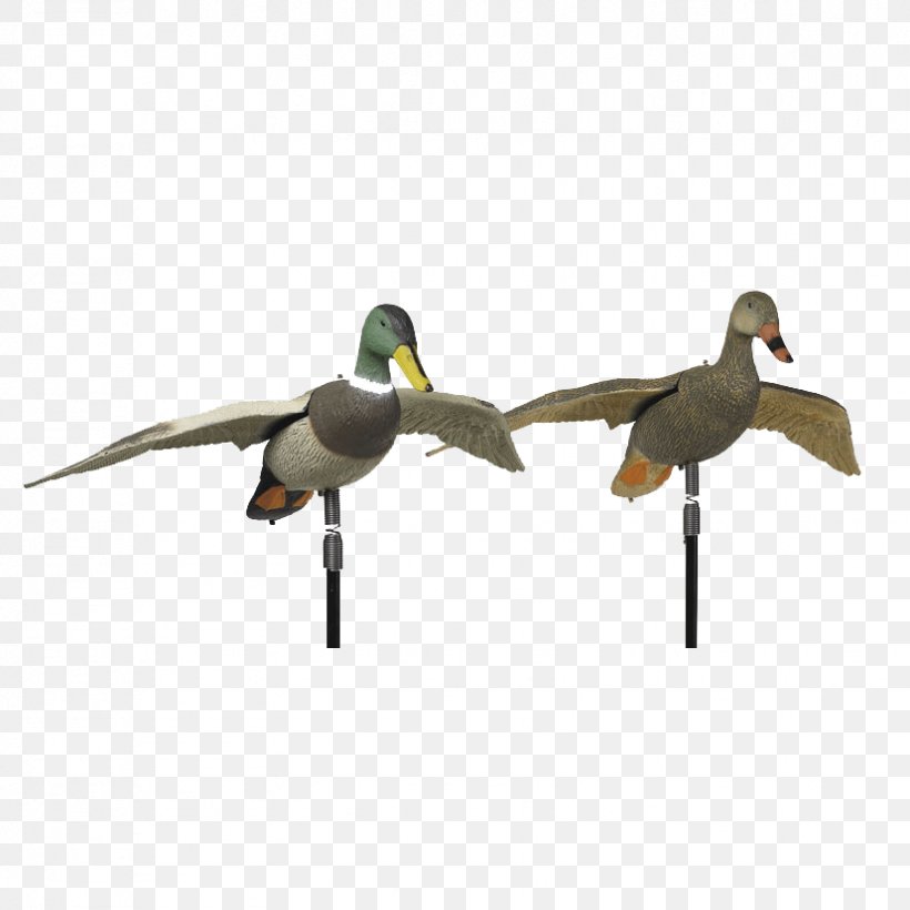 Mallard Goose Duck Fauna Beak, PNG, 827x827px, Mallard, Beak, Bird, Duck, Ducks Geese And Swans Download Free