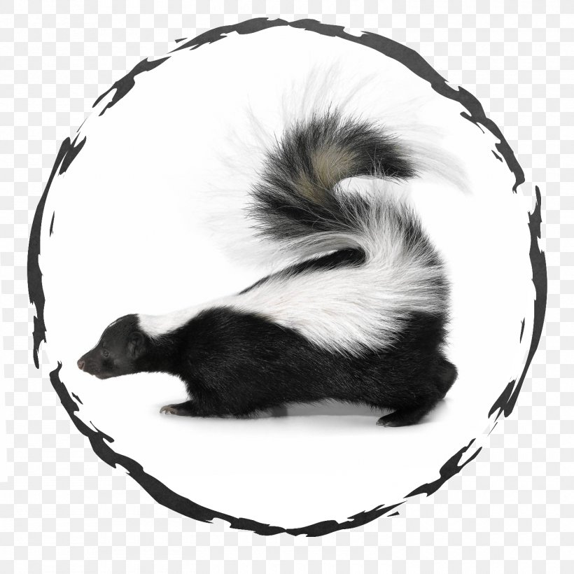 Spraying Skunks Dog Pet Striped Skunk, PNG, 1500x1500px, Skunk, Black And White, Cat, Dog, Fox Download Free