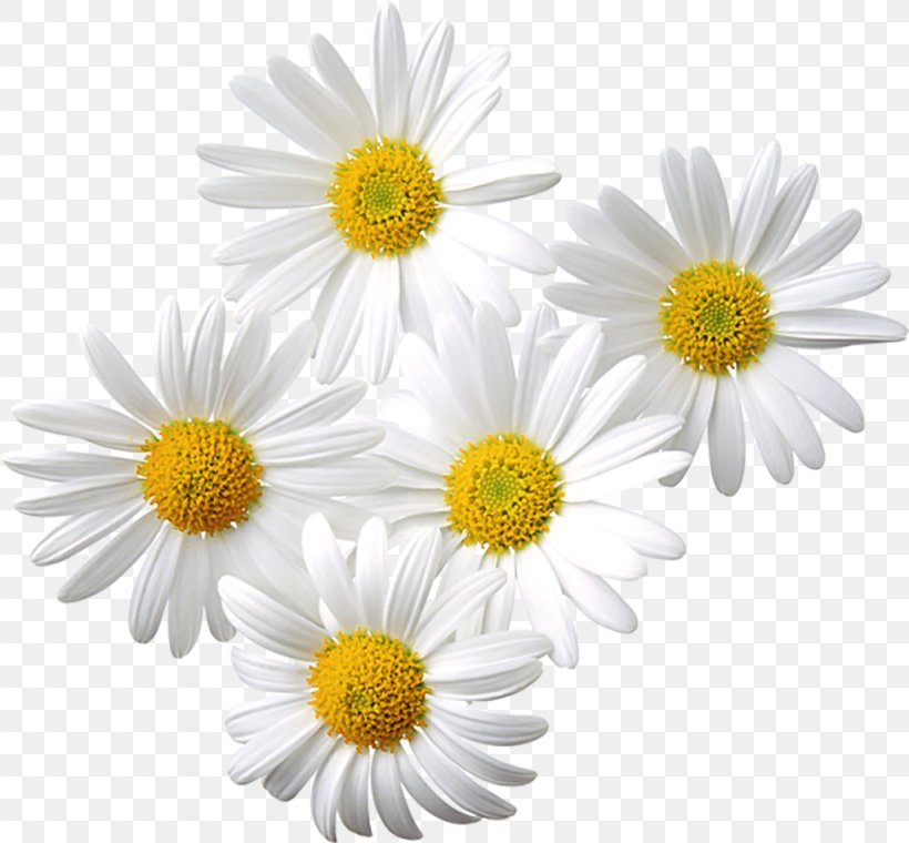 Common Daisy Chamomile Clip Art, PNG, 1024x950px, Watercolor, Cartoon, Flower, Frame, Heart Download Free