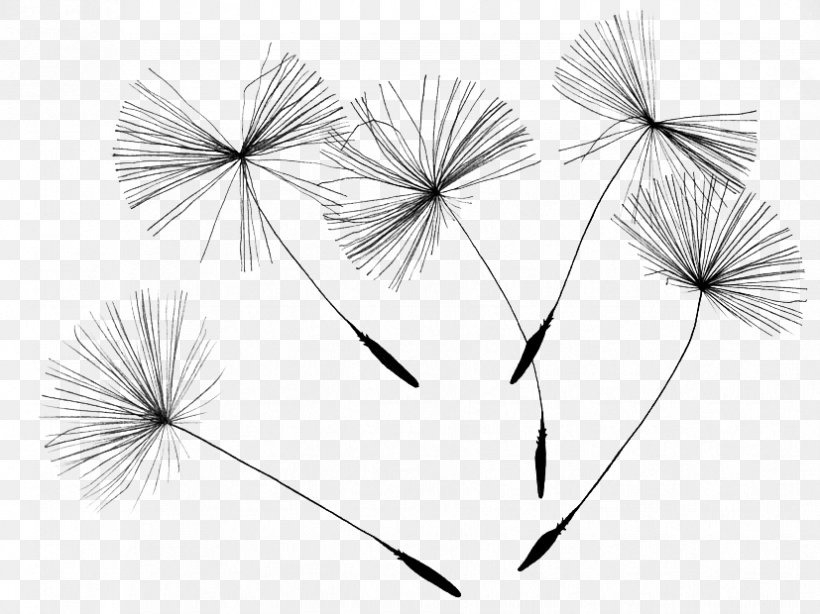Common Dandelion Drawing Canvas Print, PNG, 827x620px, Art, Artist, Black And White, Canvas, Canvas Print Download Free