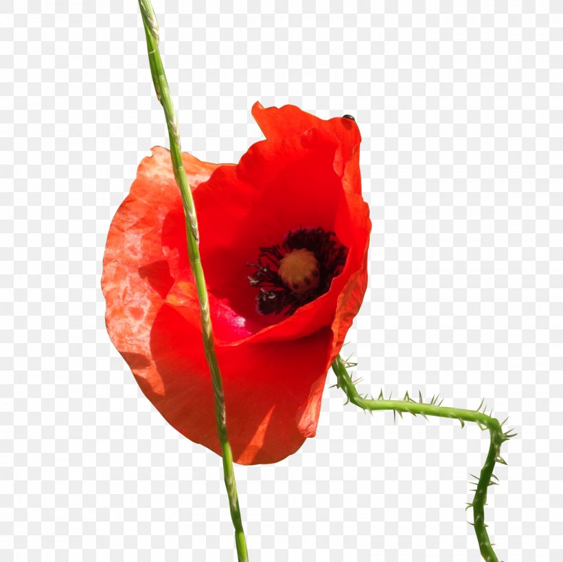 Common Poppy DeviantArt Flower, PNG, 1600x1600px, Poppy, Art, Bud, Common Poppy, Coquelicot Download Free