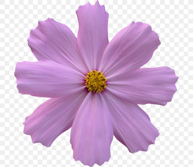 Cosmos Bipinnatus Flower Garden Desktop Wallpaper Clip Art, PNG, 700x711px, Cosmos Bipinnatus, Annual Plant, Aster, Cosmos, Cut Flowers Download Free