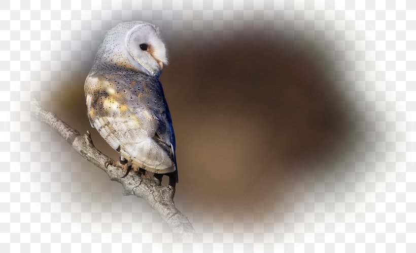 Owl Fauna Beak, PNG, 800x500px, Owl, Beak, Bird, Bird Of Prey, Fauna Download Free