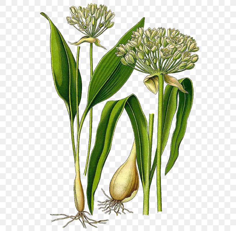 Pesto Ramsons Perennial Plant Garlic, PNG, 573x800px, Pesto, Alliaceae, Allium, Aloysia Citrodora, Amaryllidaceae Download Free