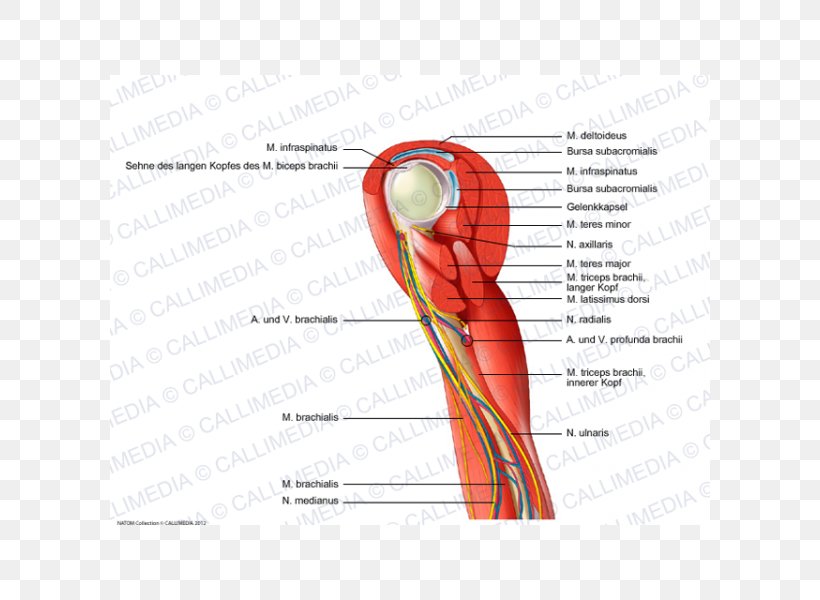 Thumb Shoulder Muscle Nerve Blood Vessel, PNG, 600x600px, Watercolor, Cartoon, Flower, Frame, Heart Download Free