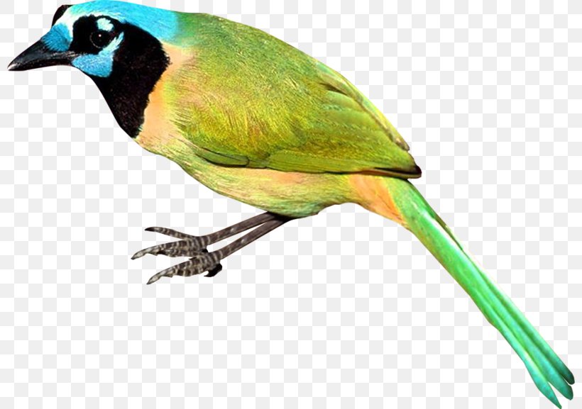 Beak Feather Wing Fauna, PNG, 800x577px, Bird, Amazon Parrot, Animal, Beak, Blue Ear Download Free