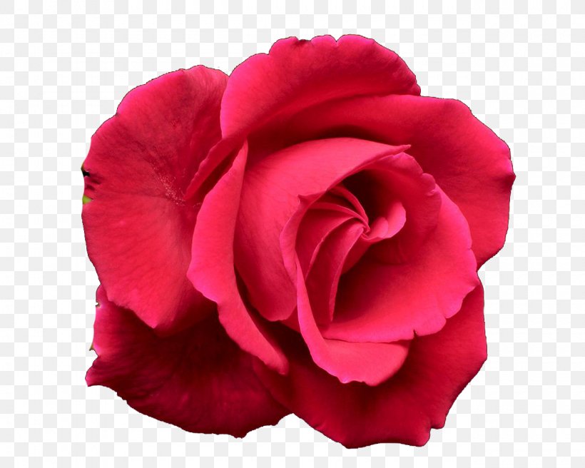 Blue Rose Clip Art, PNG, 1280x1024px, Rose, Blue, Blue Flower, Blue Rose, Carnation Download Free