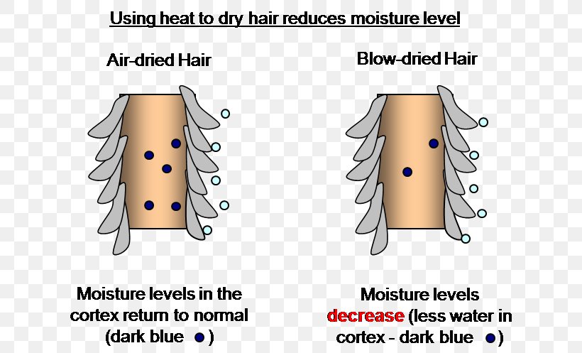 Drying Hair Dryers Humidity Moisture, PNG, 670x497px, Watercolor, Cartoon, Flower, Frame, Heart Download Free