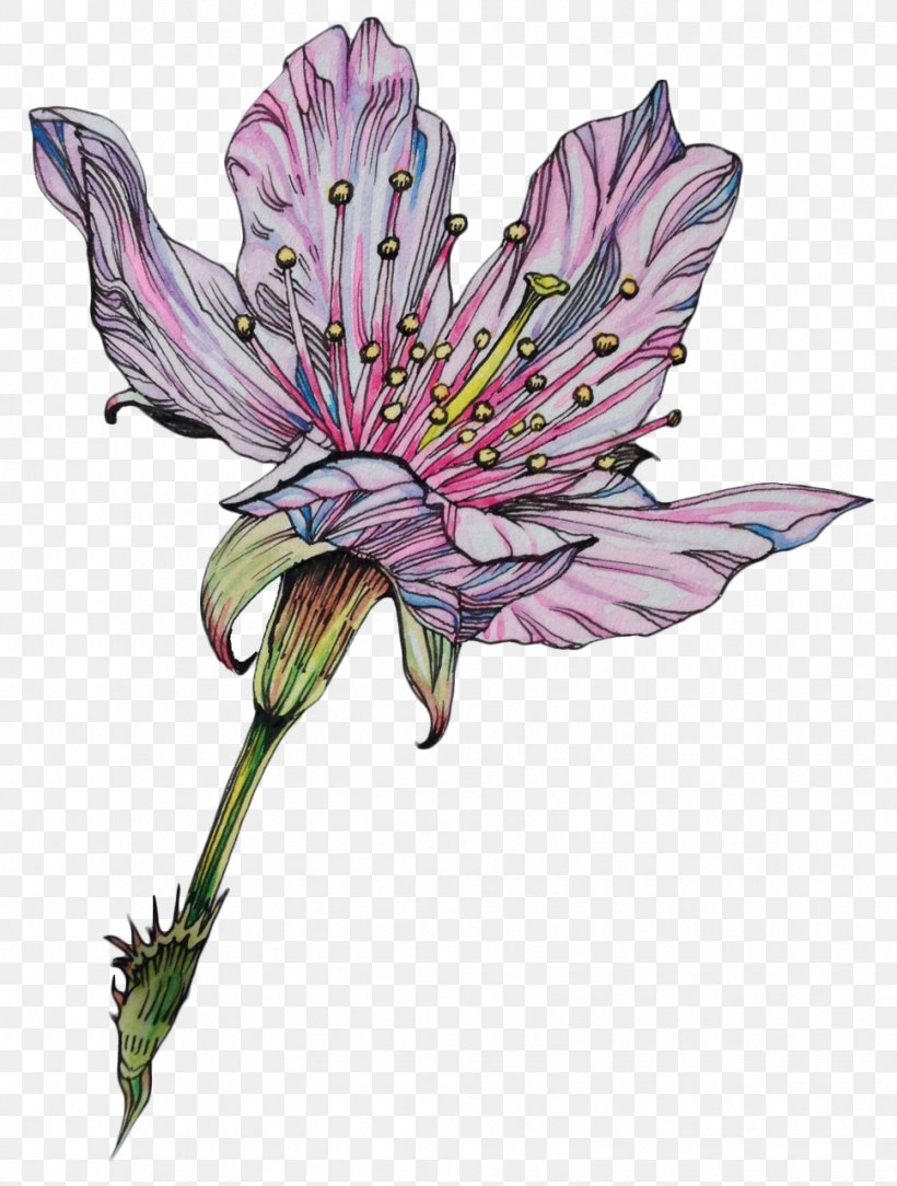 Flower Drawing Art Botanical Illustration, PNG, 968x1280px, Flower, Alstroemeriaceae, Art, Artist, Biological Illustration Download Free