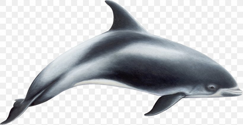 White-beaked Dolphin Common Bottlenose Dolphin Short-beaked Common Dolphin Toothed Whale Rough-toothed Dolphin, PNG, 2800x1445px, Whitebeaked Dolphin, Bottlenose Dolphin, Cetaceans, Common Bottlenose Dolphin, Dolphin Download Free