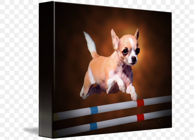 Chihuahua Puppy Dog Breed Companion Dog Toy Dog, PNG, 650x594px, Chihuahua, Breed, Carnivoran, Companion Dog, Dog Download Free