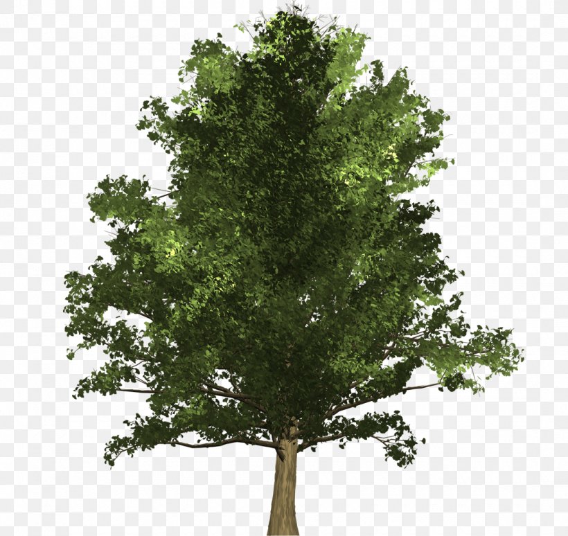Tree Ginkgo Biloba Oak Schinus Molle Woody Plant, PNG, 1080x1020px, Tree, Arborist, Branch, Evergreen, Extract Download Free